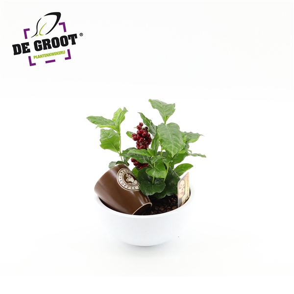 Coffea in schaal met bark en bijsteker