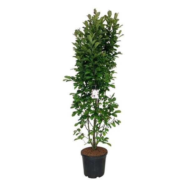 <h4>Magnolia loebneri 'Merrill'</h4>