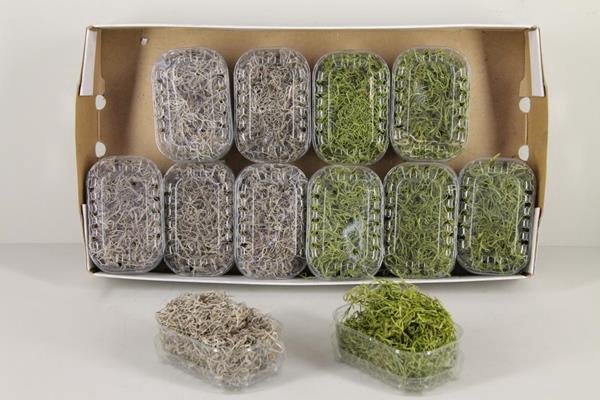 <h4>Moss Tillandsia Box Mixed</h4>