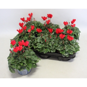 Cyclamen Super Serie Red