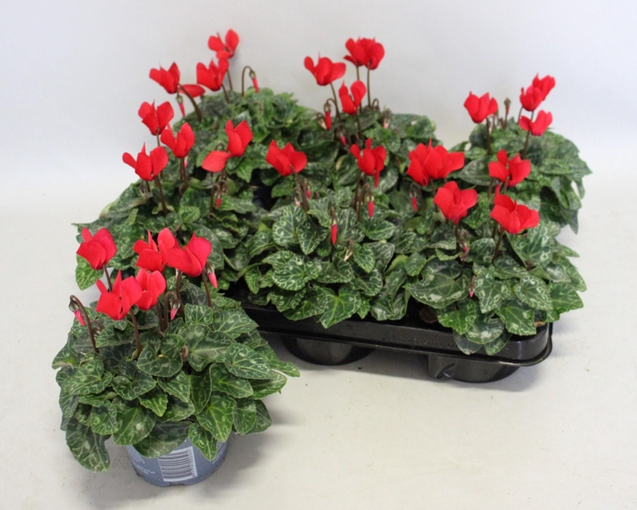 <h4>Cyclamen Super Serie Red</h4>