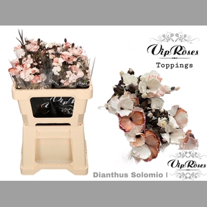 DI SOLOMIO BROWNIES (L50cm)