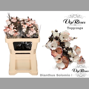 DI SOLOMIO BROWNIES (L50cm)