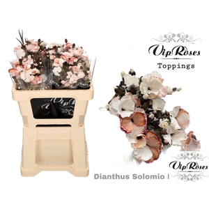 Di Vip Solomio Brownies (l50cm)