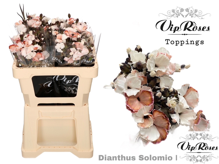 <h4>DI SOLOMIO BROWNIES (L50cm)</h4>