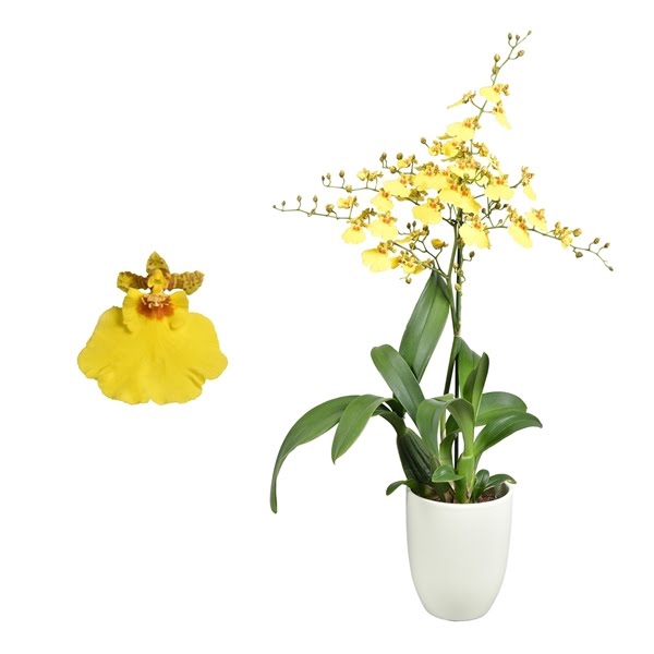 <h4>Oncidium 'Münsterland Stern' 1 tak met groen keramiek</h4>