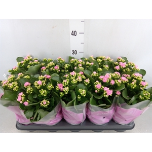 Kalanchoe blos. 'Calandiva Zeta'