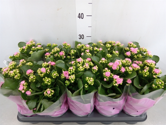 <h4>Kalanchoe blos. 'Calandiva Zeta'</h4>