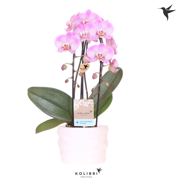 <h4>Kolibri Orchids Cascade Niagara Fall pink 2 spike in pot white with easy watering system</h4>