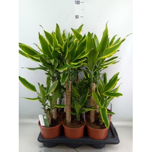 Dracaena frag. 'Golden Coast'