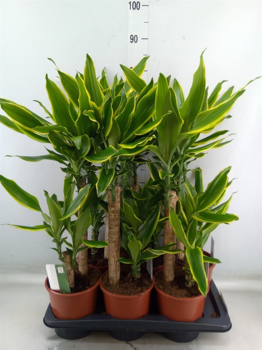 <h4>Dracaena frag. 'Golden Coast'</h4>