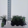 Carex morrowii