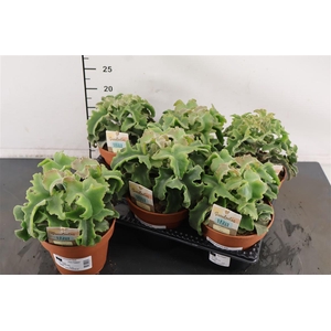 Kalanchoe. Beharensis Nuda 14 Cm. Pot