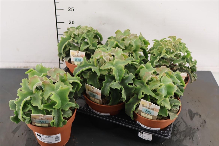 <h4>Kalanchoe. Beharensis Nuda 14 Cm. Pot</h4>