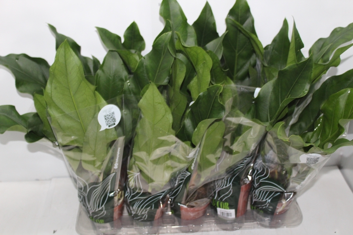 <h4>ANTHURIUM PLOWMANII P12</h4>