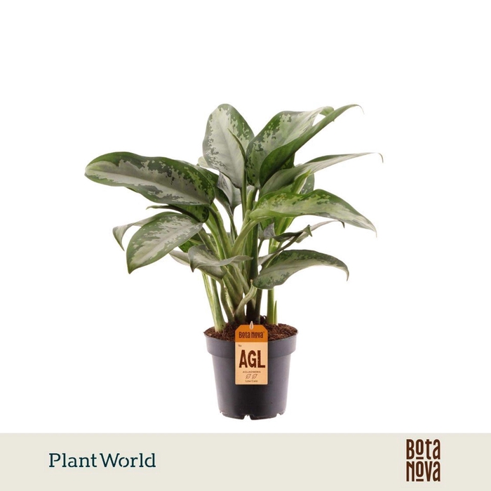 <h4>Aglaonema Jubilee</h4>