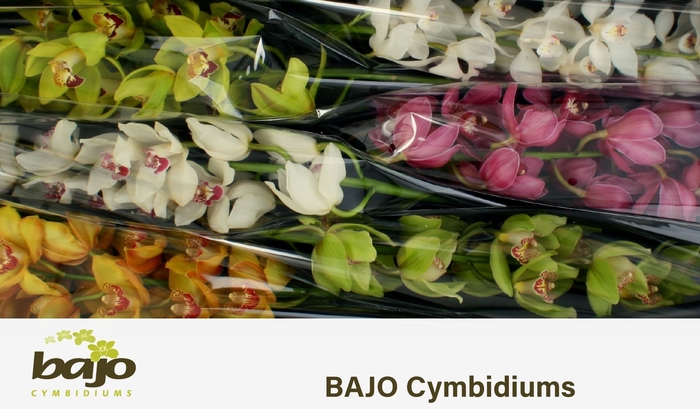 <h4>CYMB T GEM</h4>