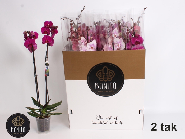 <h4>PHAL GEM 10 KL</h4>