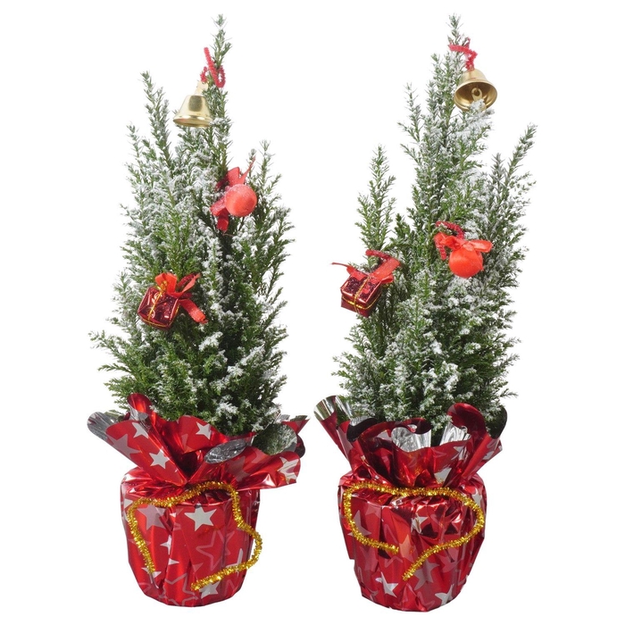 <h4>PTK25110 Ellwoodii met sneeuw in rondella folie met decoratie</h4>