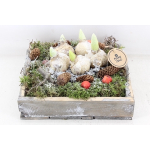 arr4 Hyacint PL - Dienblad 4kant