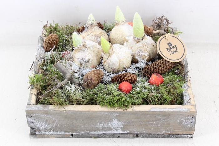 <h4>arr4 Hyacint PL - Dienblad 4kant</h4>