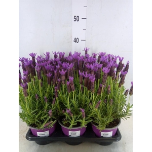 Lavandula stoec.