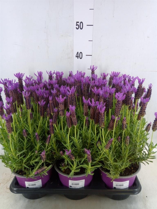 <h4>Lavandula stoec.</h4>