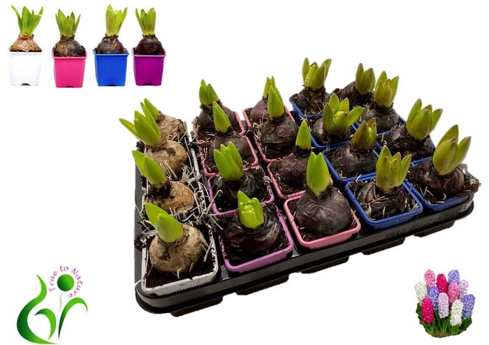 <h4>Hyacin Gem 4 Kl</h4>