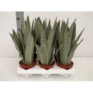 Sansevieria trifa.   ...