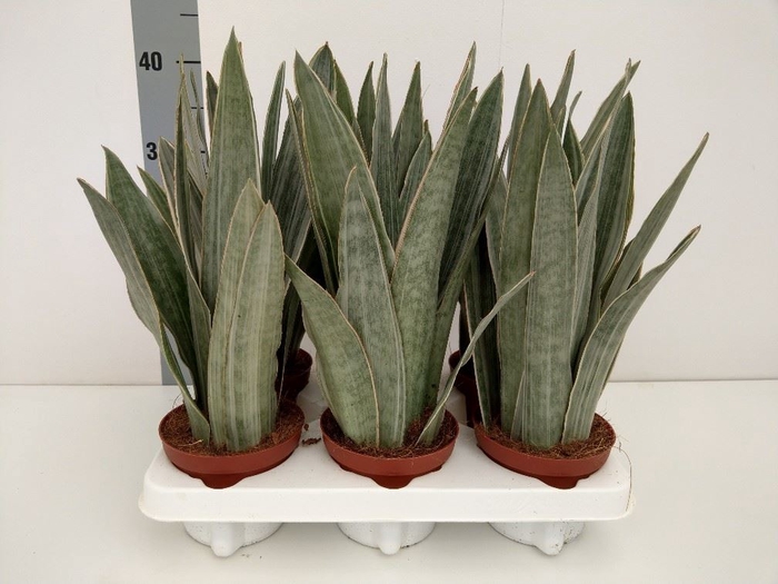 Sansevieria trifa.   ...