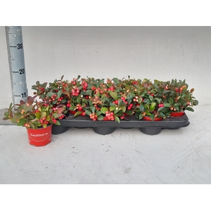 Gaultheria P V Berry