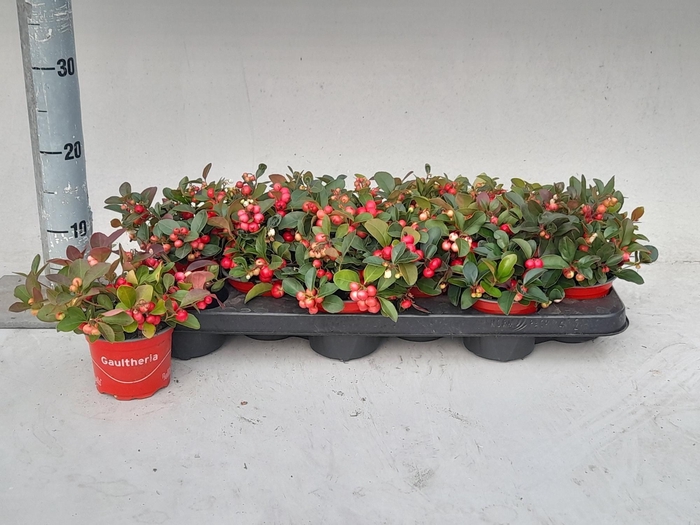 <h4>Gaultheria P V Berry</h4>