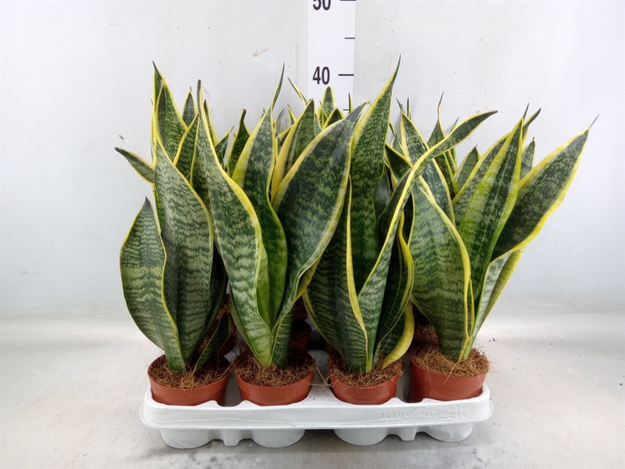 <h4>Sansevieria trifa. 'Futura Superba'</h4>