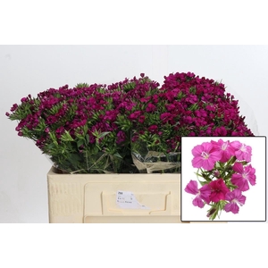 DI BARB AM NEON CHER