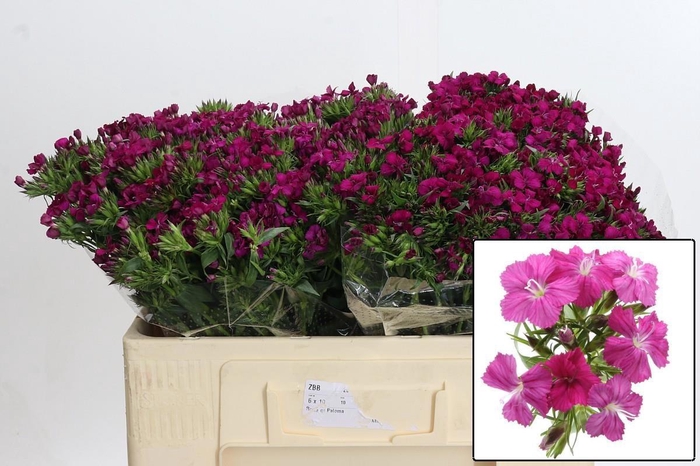 <h4>DI BARB AM NEON CHER</h4>