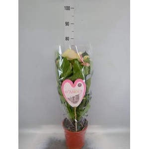 Anthurium andr. 'Fantasy Love'