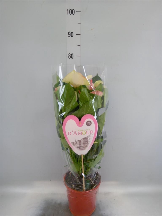 <h4>Anthurium andr. 'Fantasy Love'</h4>