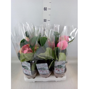 Medinilla magn. 'Candy'