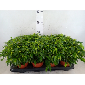 Ficus benja. 'Green Kinky'