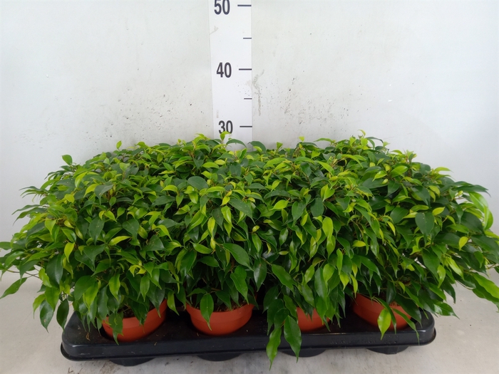<h4>Ficus benja. 'Green Kinky'</h4>