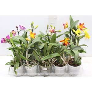 ORQUIDEA CATTLEYA MINI P12