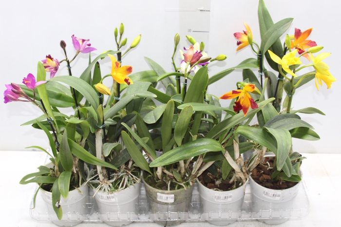 ORQUIDEA CATTLEYA MINI P12