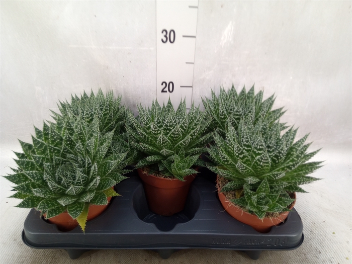 <h4>Aloe  'Zambezi'</h4>