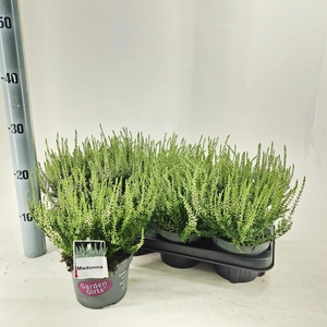 Calluna vulg. 'Madonna' (gg) PBR