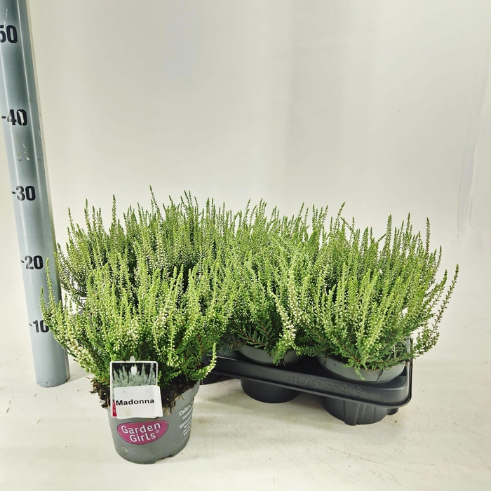 <h4>Calluna vulg. 'Madonna' (gg) PBR</h4>