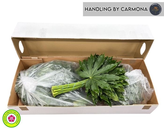 <h4>FATSIA JAPONICA BLAD</h4>