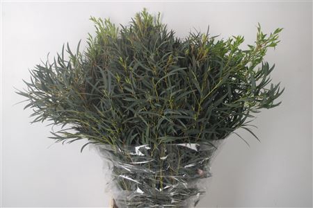 <h4>Euc Dominichina Per Bunch 300 Gram</h4>
