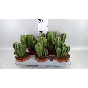 Cereus   ...