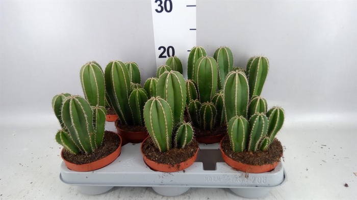 <h4>Cereus   ...</h4>