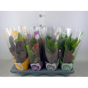 Codiaeum var. GR 'Excellent'